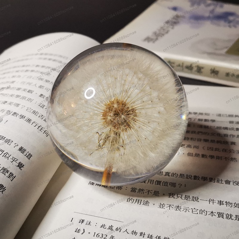 Home Decor Daisy - Crystal Ball Ornament Preserved Dandelion Daisy