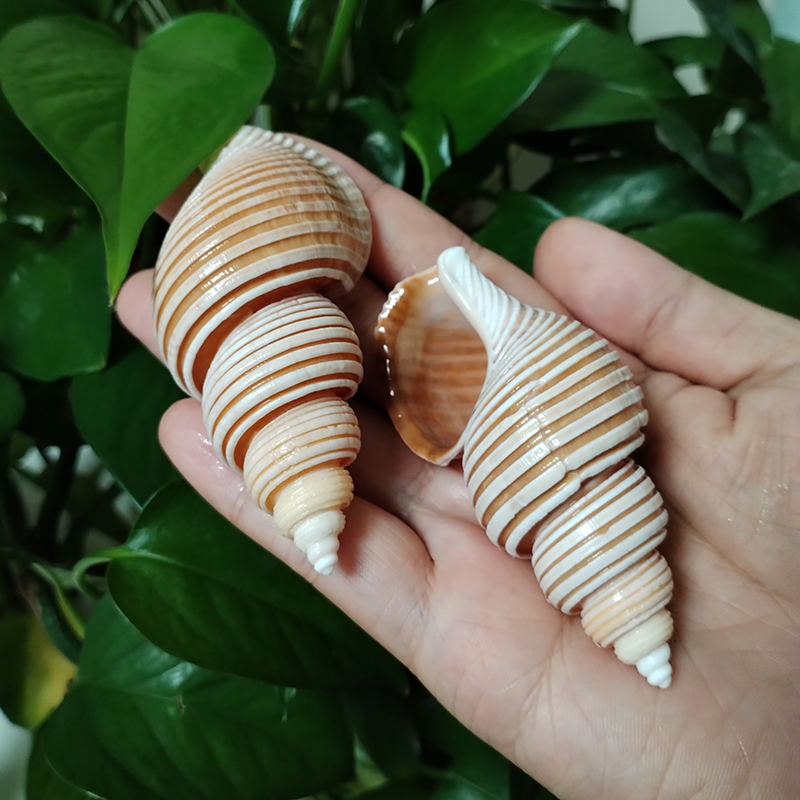 Large Vietnam Spindle Shell Aa - Home Decor Vietnam reseña y precio