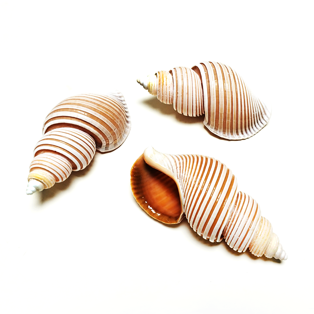 Large Vietnam Spindle Shell Aa - Home Decor Vietnam reseña y precio