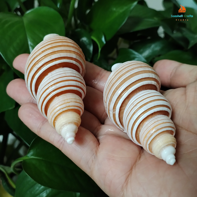 Large Vietnam Spindle Shell Aa - Home Decor Vietnam reseña y precio