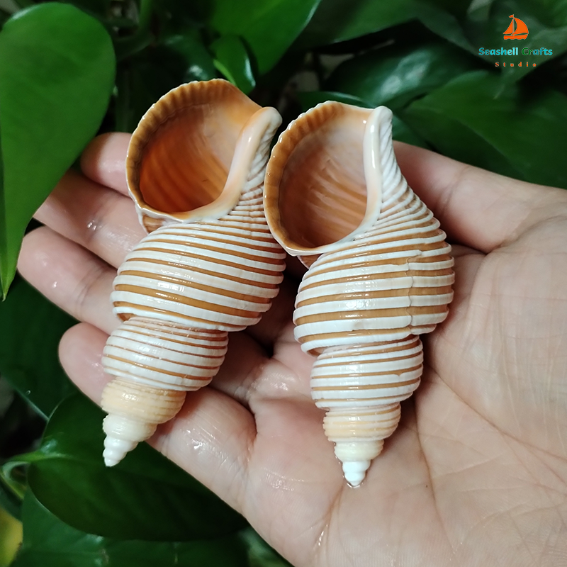 Large Vietnam Spindle Shell Aa - Home Decor Vietnam reseña y precio