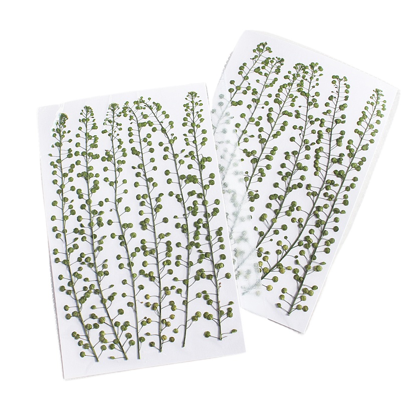 Natural Color Green Bell Grass - Pressed Flower Frame reseña y precio