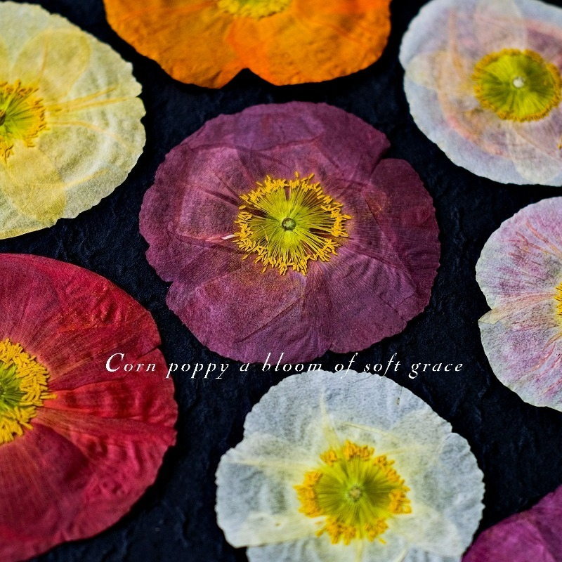 1pcs,Nature Field Poppy Presse - Pressed Flower Frame reseña y precio