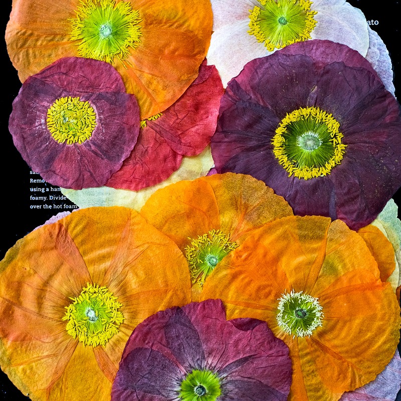 1pcs,Nature Field Poppy Presse - Pressed Flower Frame reseña y precio