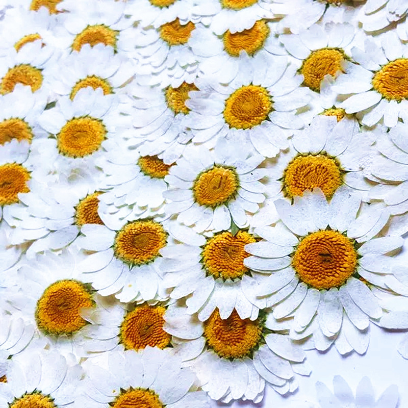 100Pcs Natural White Crystal C - Pressed Flower Frame reseña y precio