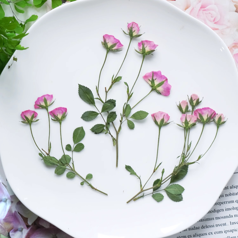 12pcs,Mini Pink Rose Pressed F - Pressed Flower Frame reseña y precio