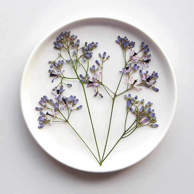 120pcs Pressed Dried Melia aze - Pressed Flower Frame reseña y precio