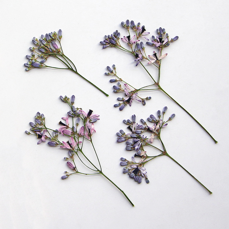 120pcs Pressed Dried Melia aze - Pressed Flower Frame reseña y precio