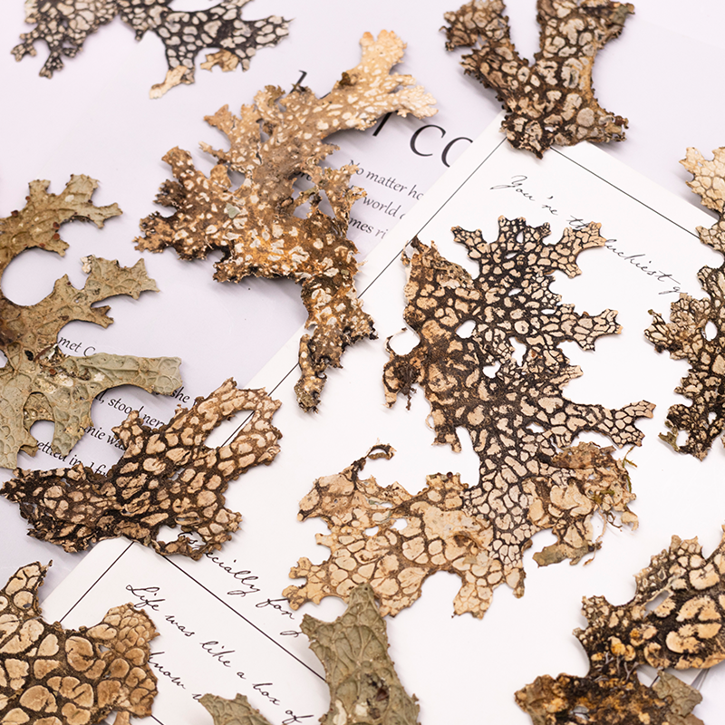 4pcs,Rare Bark Natural Pressed - Pressed Flower Frame reseña y precio