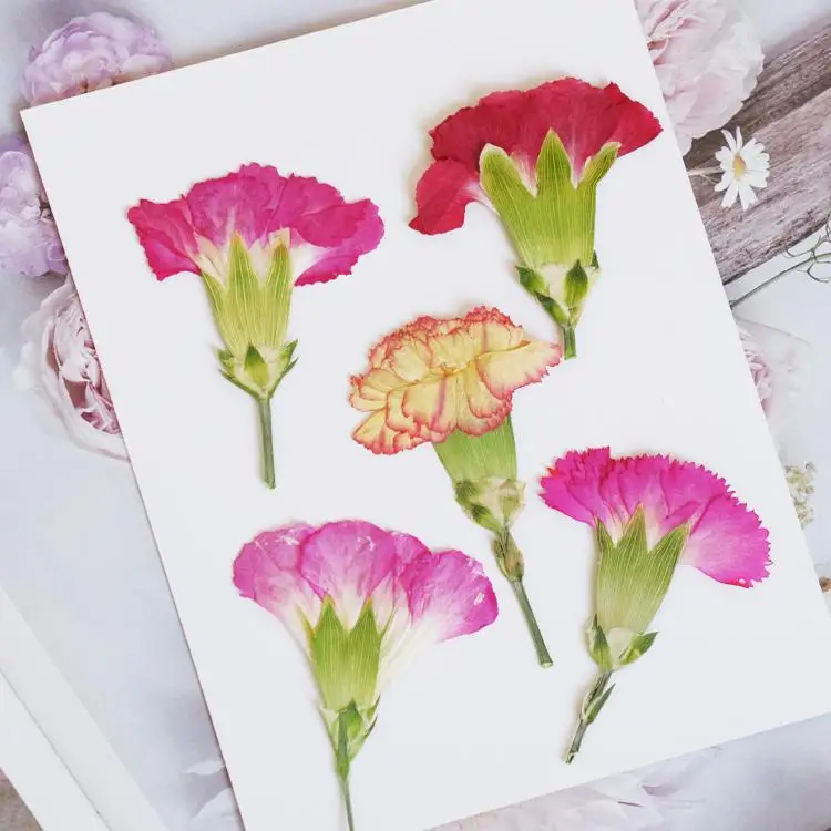 6pcs/4-7cm,Carnation dried flo - Pressed Flower Frame reseña y precio