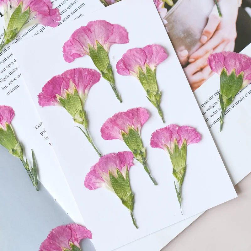 6pcs/4-7cm,Carnation dried flo - Pressed Flower Frame reseña y precio