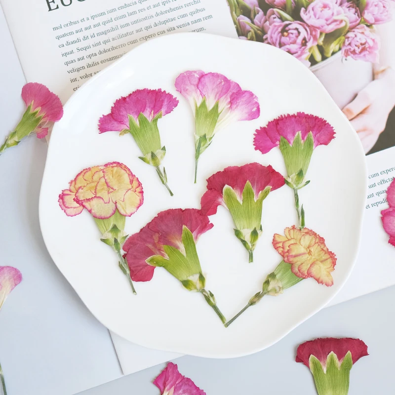 6pcs/4-7cm,Carnation dried flo - Pressed Flower Frame reseña y precio