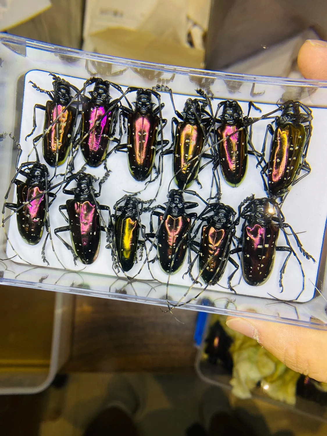 Vietnam Dicronorhina Debyana G - Home Decor Vietnam reseña y precio