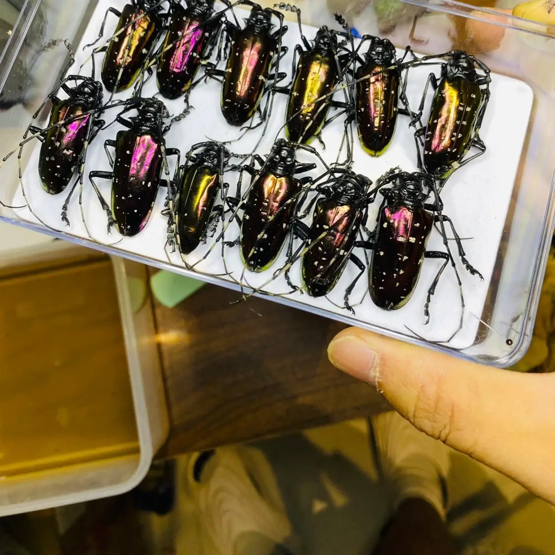 Vietnam Dicronorhina Debyana G - Home Decor Vietnam reseña y precio