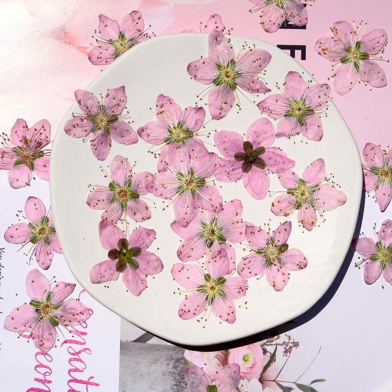 3-4cm./6pcs,Pink Peach Blossom - Pressed Flower Frame reseña y precio