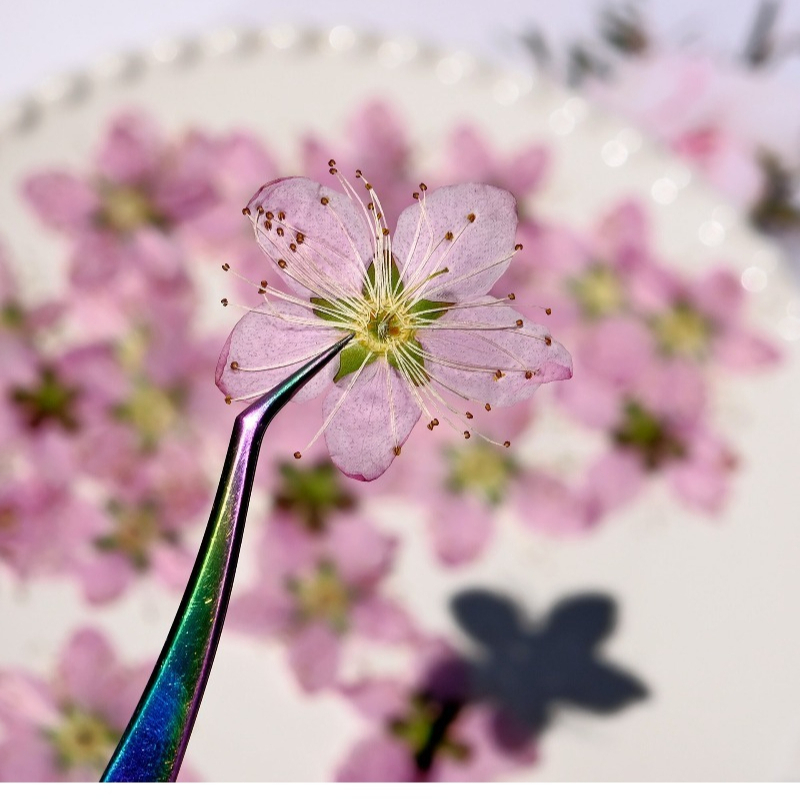 3-4cm./6pcs,Pink Peach Blossom - Pressed Flower Frame reseña y precio