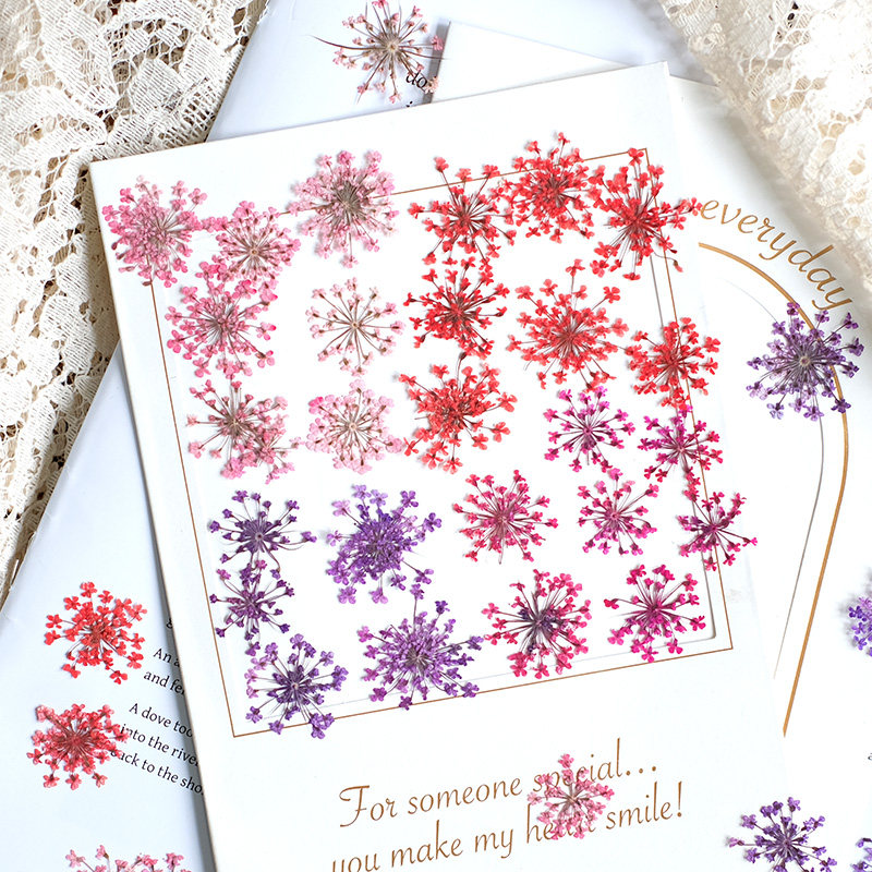 24pcs,2-2.5cm,nature Dyed Mini - Pressed Flower Frame reseña y precio
