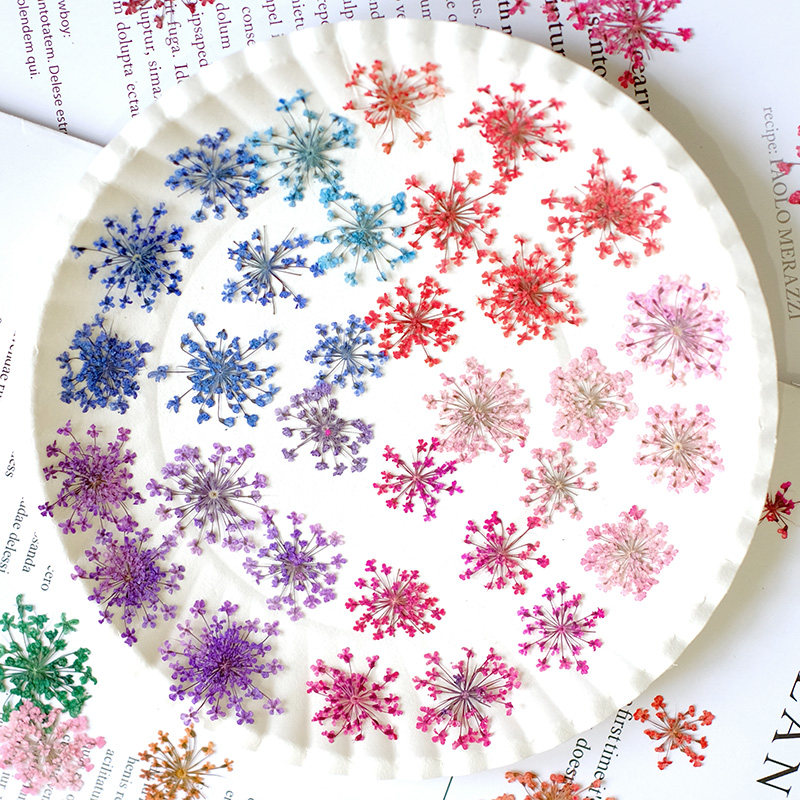 24pcs,2-2.5cm,nature Dyed Mini - Pressed Flower Frame reseña y precio