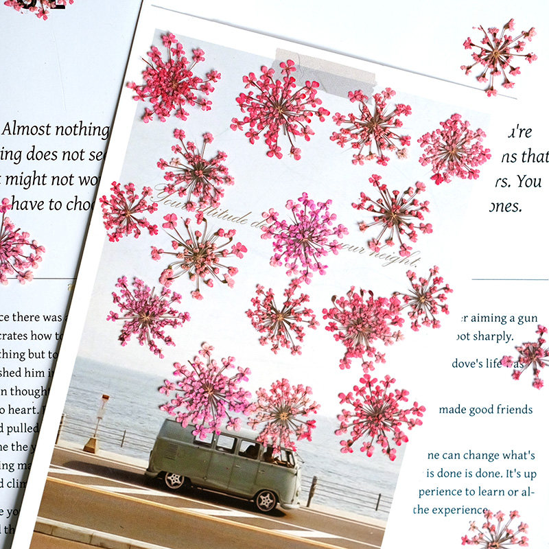24pcs,2-2.5cm,nature Dyed Mini - Pressed Flower Frame reseña y precio