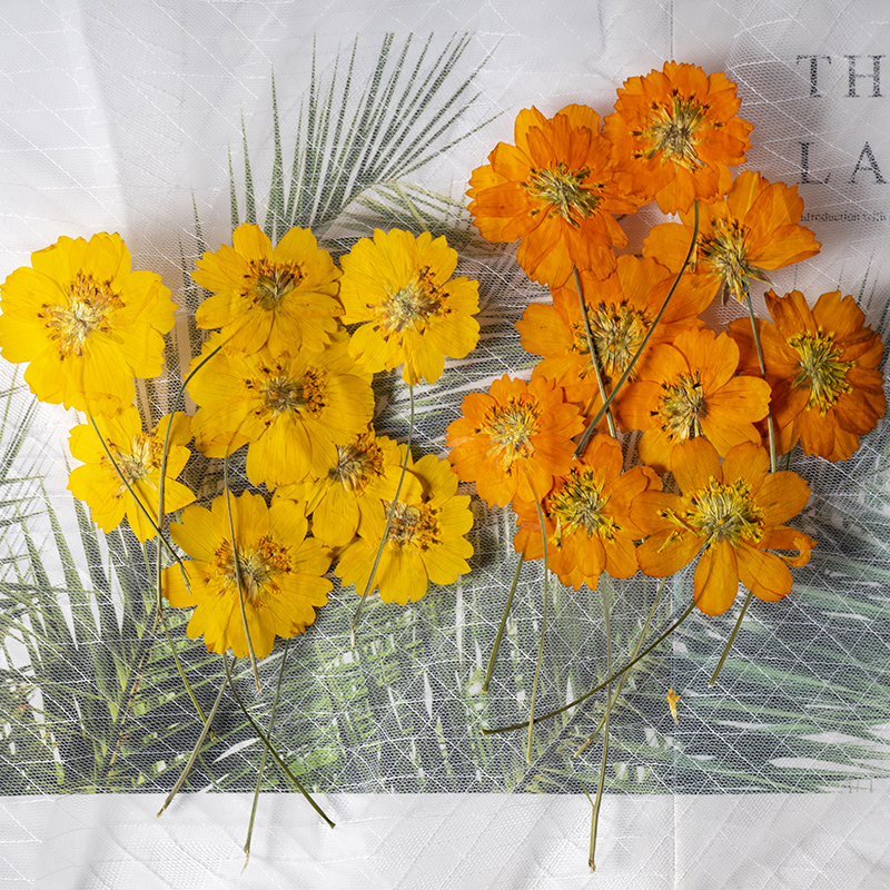 8-10cm/24pcs,Nature Pressed Co - Pressed Flower Frame reseña y precio