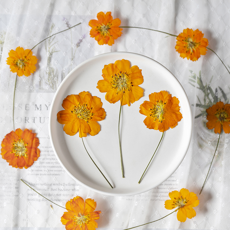 8-10cm/24pcs,Nature Pressed Co - Pressed Flower Frame reseña y precio