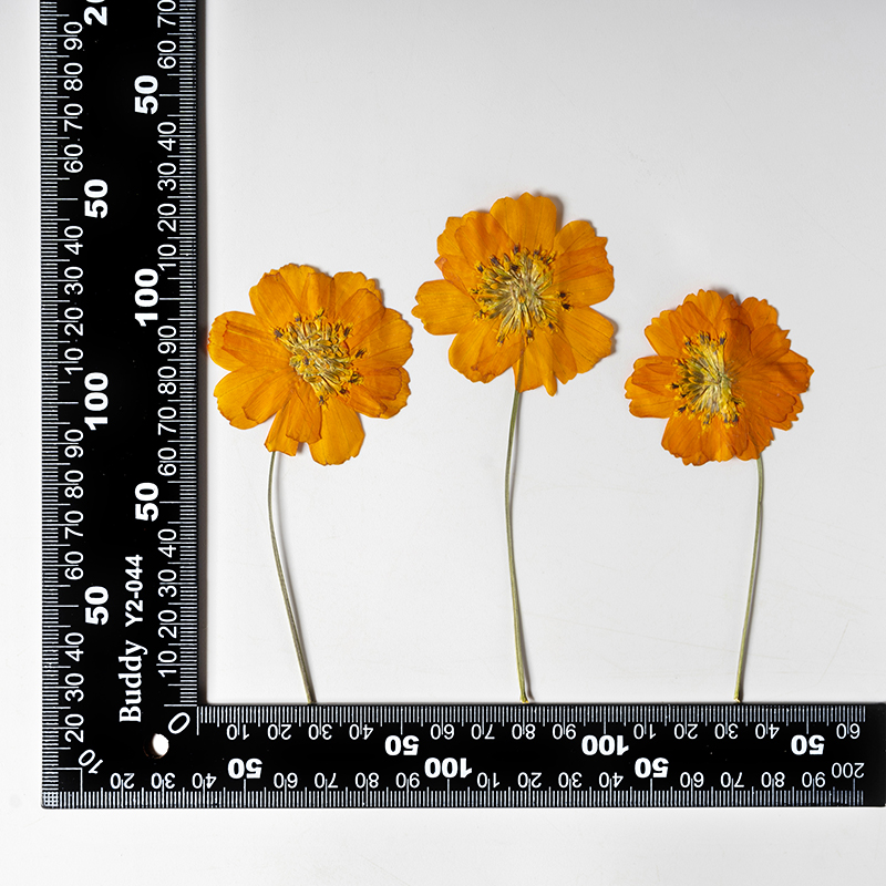 8-10cm/24pcs,Nature Pressed Co - Pressed Flower Frame reseña y precio