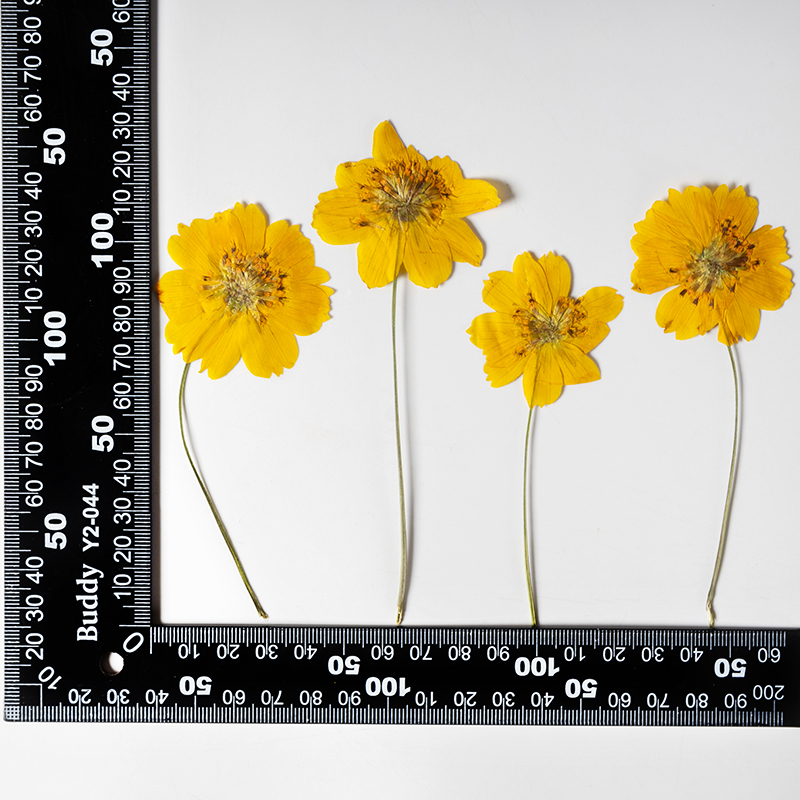 8-10cm/24pcs,Nature Pressed Co - Pressed Flower Frame reseña y precio