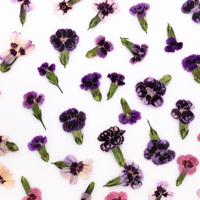 24pcs,Pressed Dried Dianthus F - Pressed Flower Frame reseña y precio