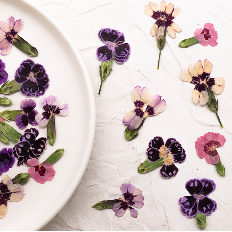 24pcs,Pressed Dried Dianthus F - Pressed Flower Frame reseña y precio