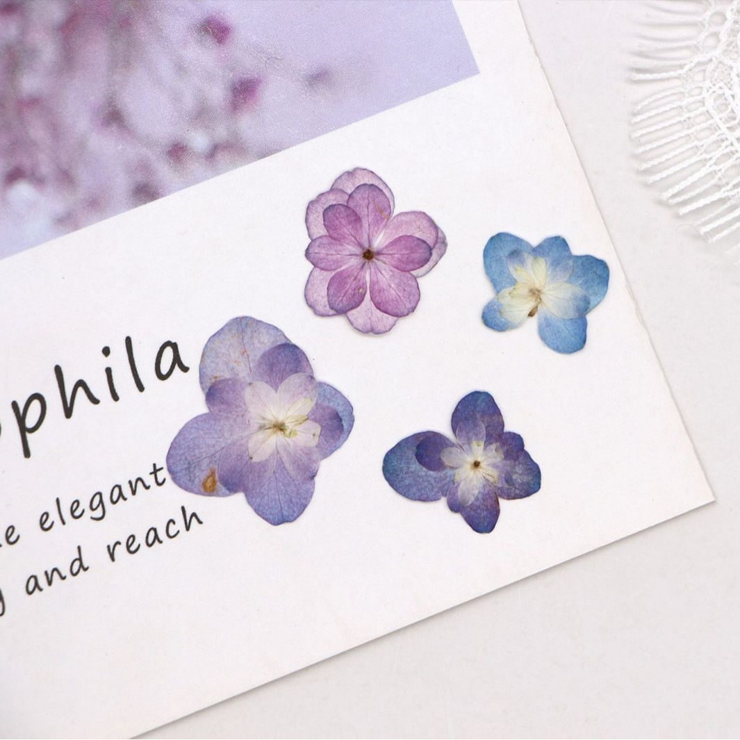 60Pcs Mini Double-Flowered Hyd - Pressed Flower Frame reseña y precio