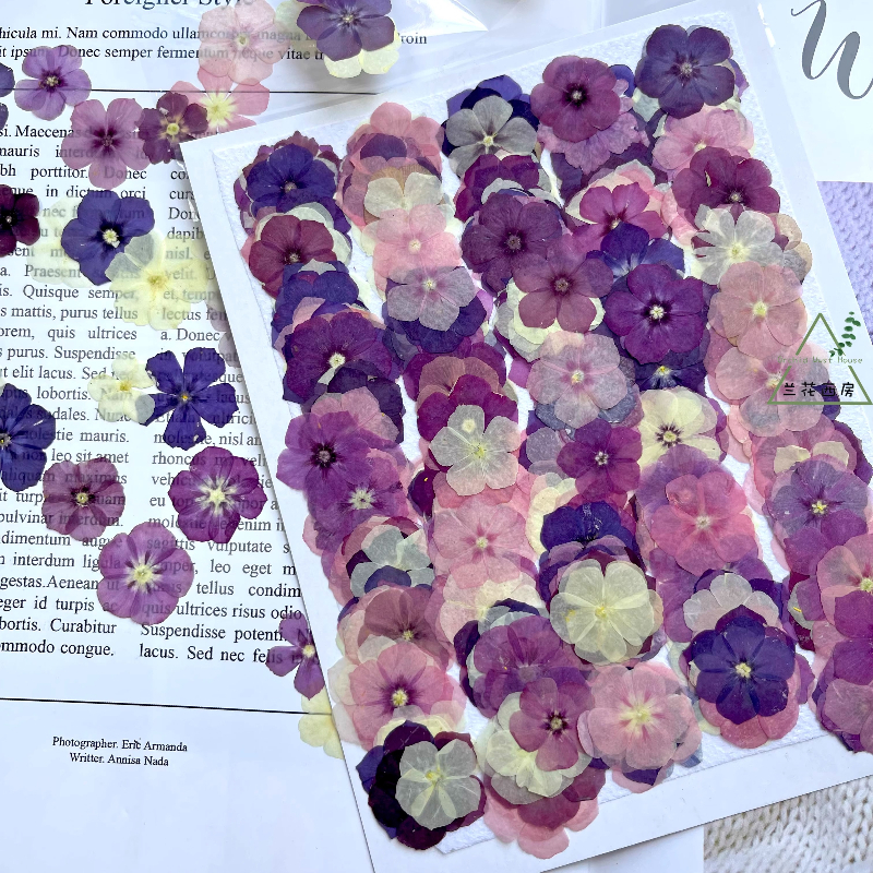 12pcs,Semi-Transparent Niche P - Pressed Flower Frame reseña y precio