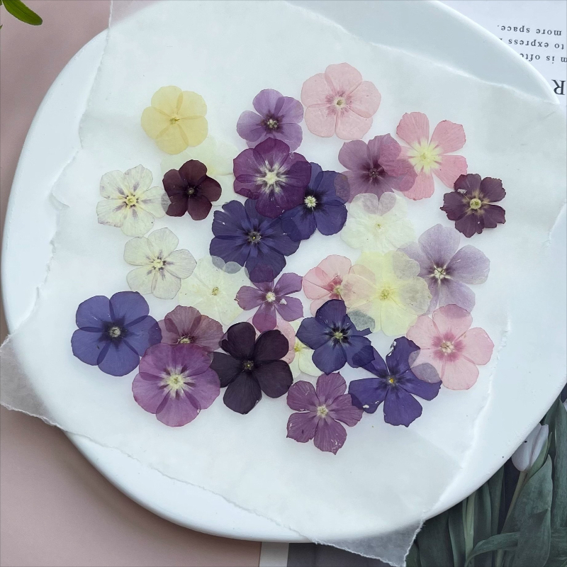 12pcs,Semi-Transparent Niche P - Pressed Flower Frame reseña y precio