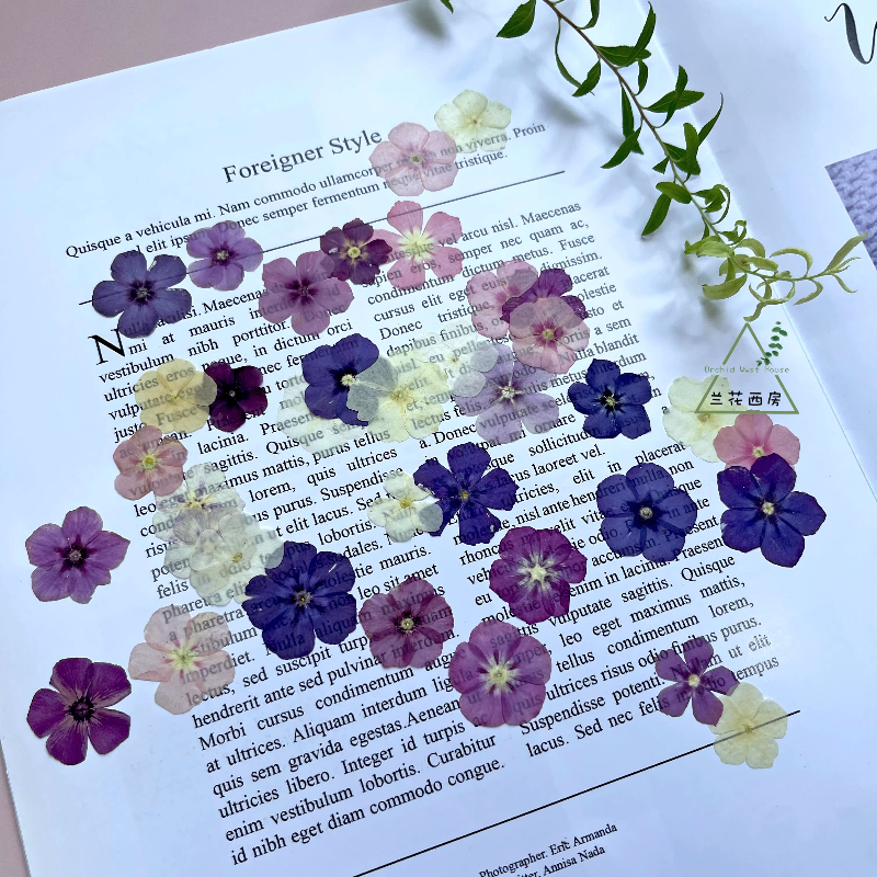 12pcs,Semi-Transparent Niche P - Pressed Flower Frame reseña y precio