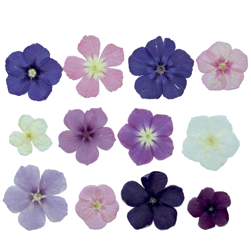 12pcs,Semi-Transparent Niche P - Pressed Flower Frame reseña y precio