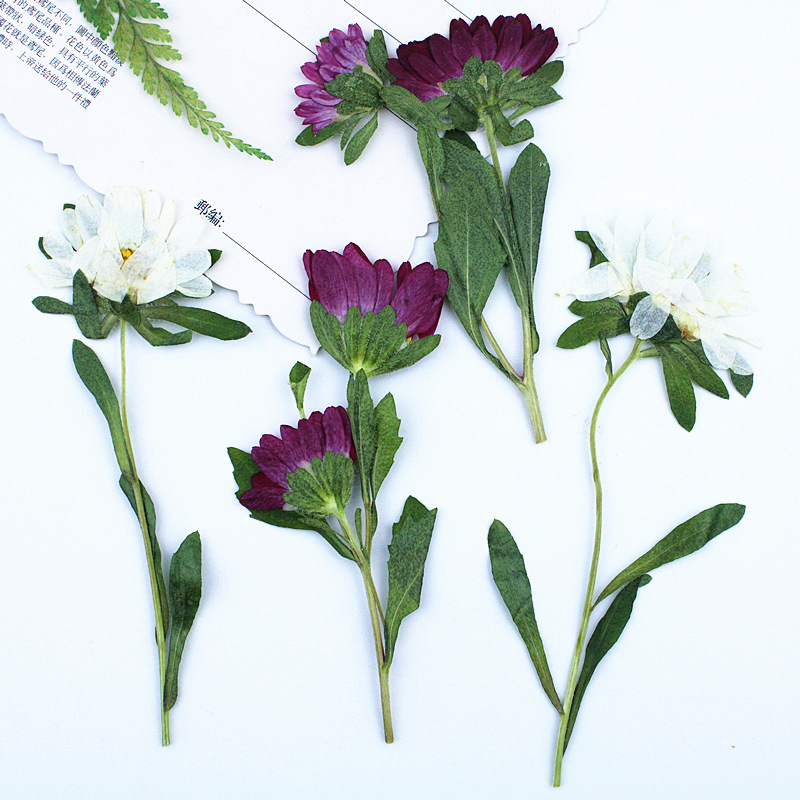24pcs,Mini Chrysanthemum Press - Pressed Flower Frame reseña y precio