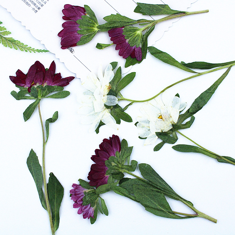 24pcs,Mini Chrysanthemum Press - Pressed Flower Frame reseña y precio