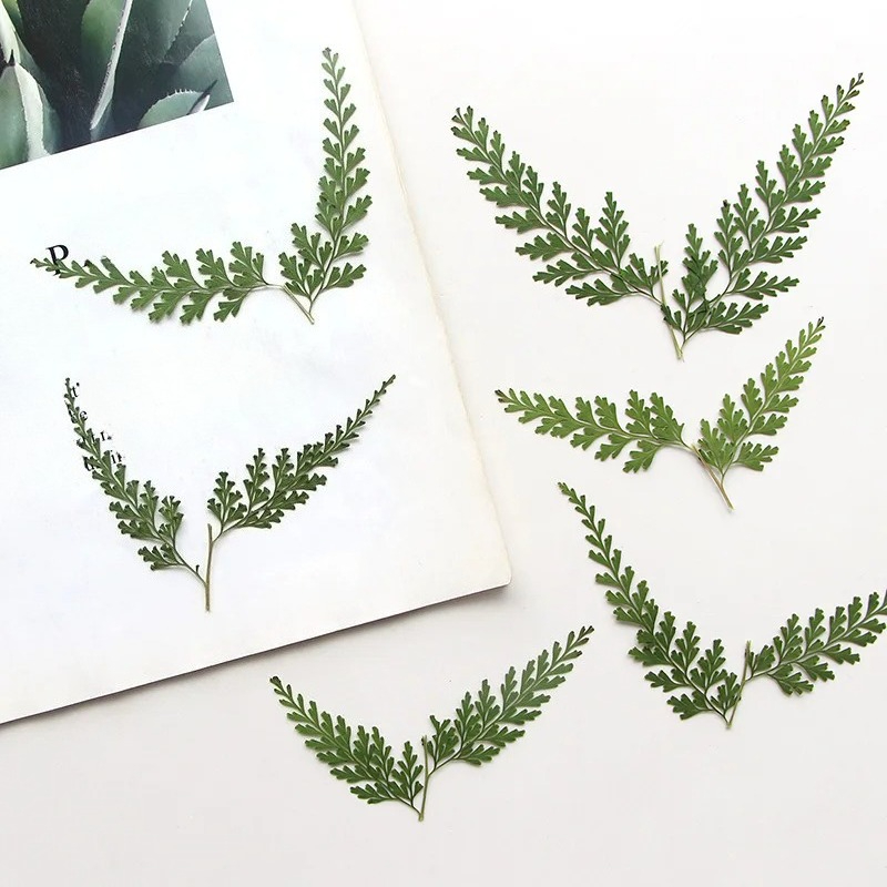 Nature Pressed Fern Branches,d - Pressed Flower Frame reseña y precio