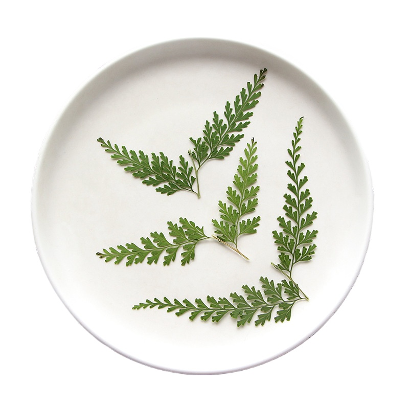 Nature Pressed Fern Branches,d - Pressed Flower Frame reseña y precio