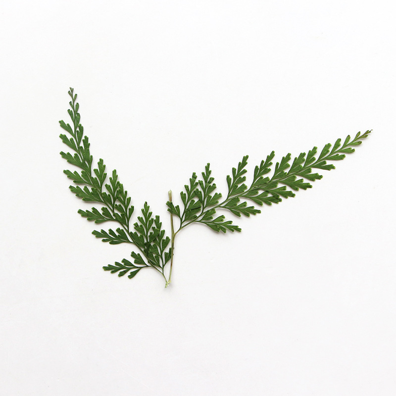Nature Pressed Fern Branches,d - Pressed Flower Frame reseña y precio