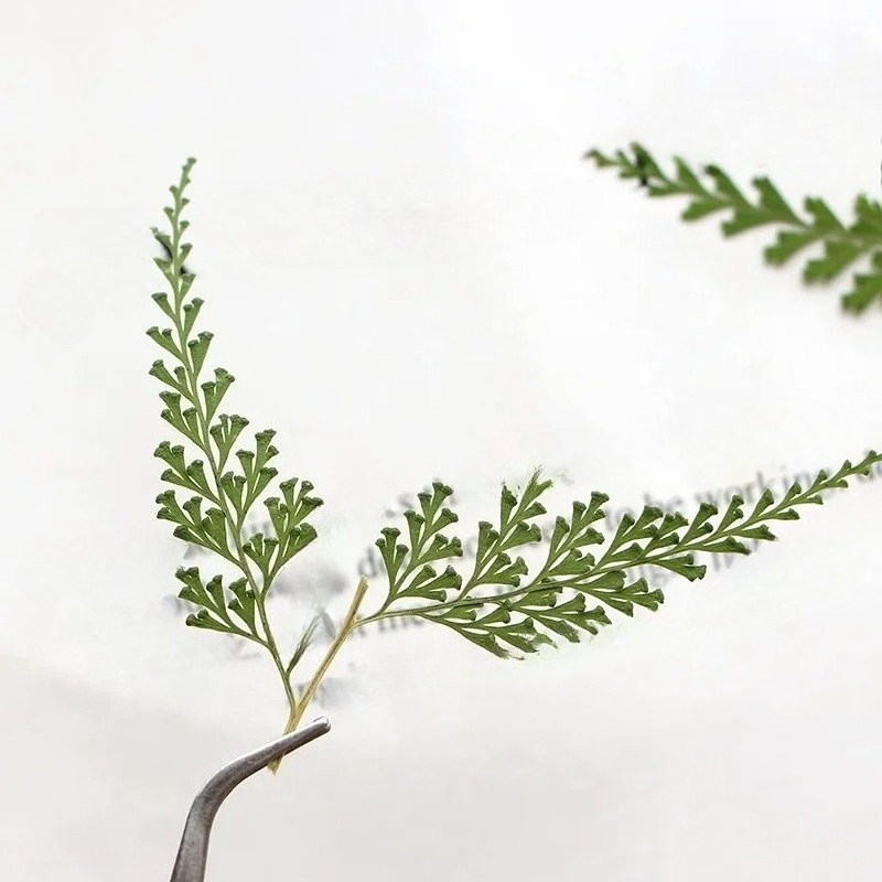 Nature Pressed Fern Branches,d - Pressed Flower Frame reseña y precio