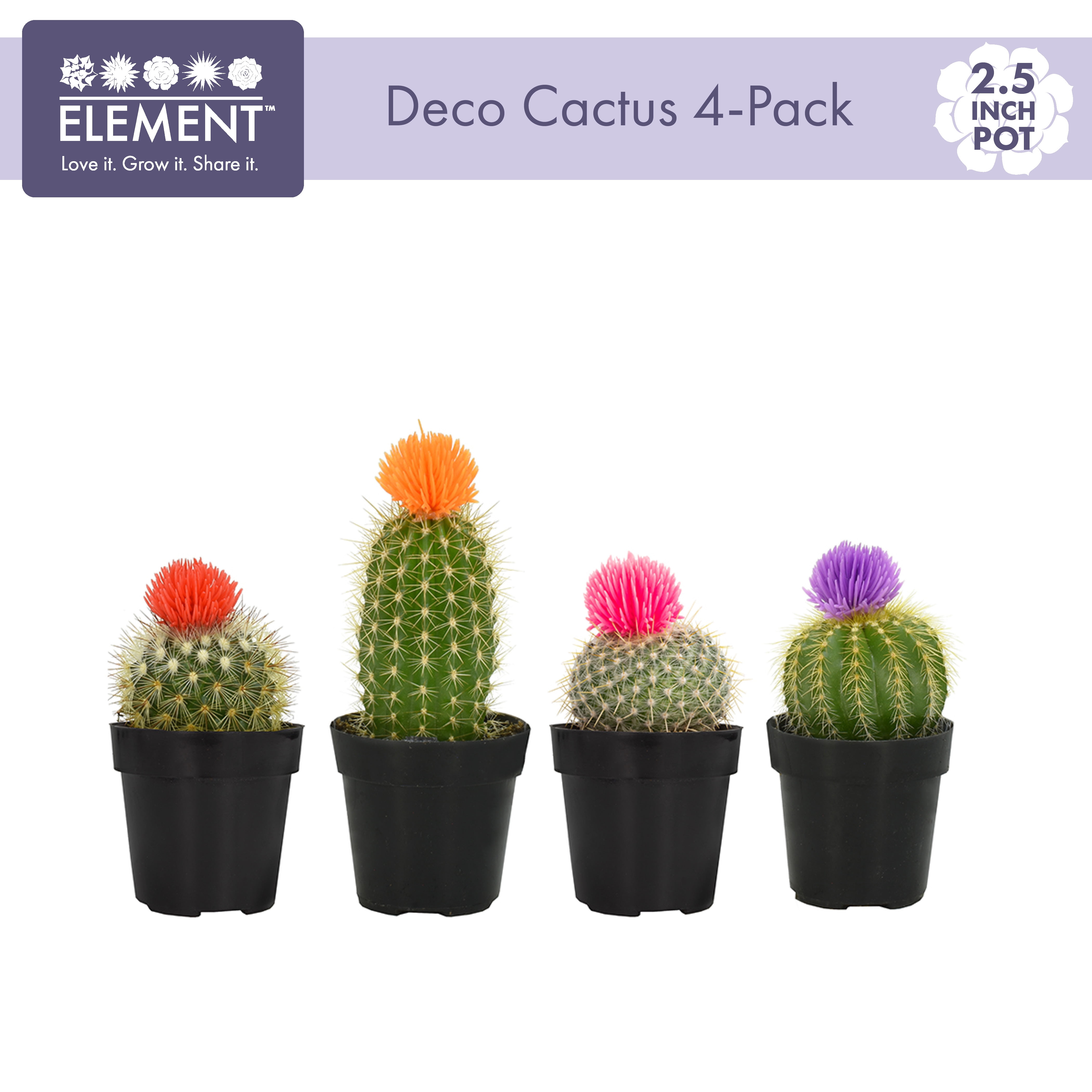 Easy Decor Cactus Pack with 4  - Home Decor Locations reseña y precio