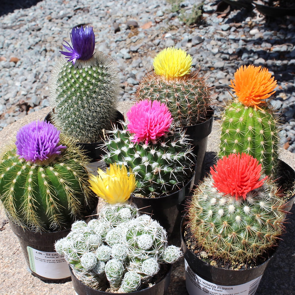 Easy Decor Cactus Pack with 4  - Home Decor Locations reseña y precio