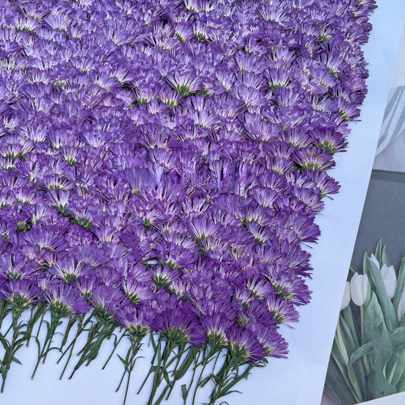 100PCS/3-6cm,Pressed Daisy Min - Pressed Flower Frame reseña y precio
