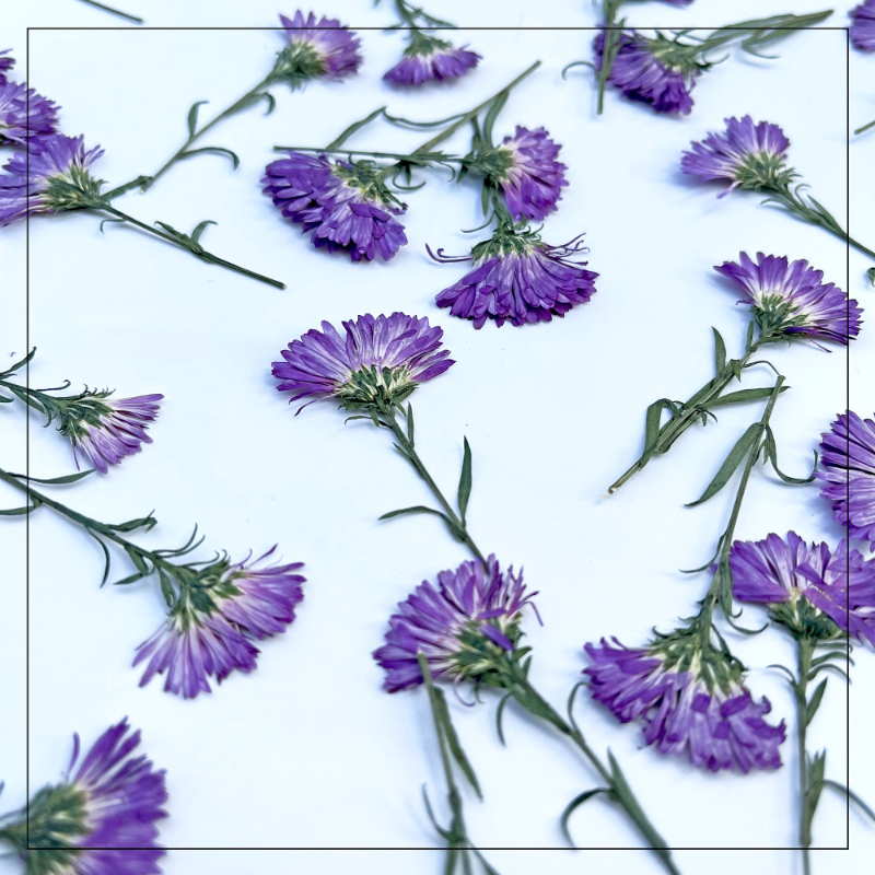 100PCS/3-6cm,Pressed Daisy Min - Pressed Flower Frame reseña y precio