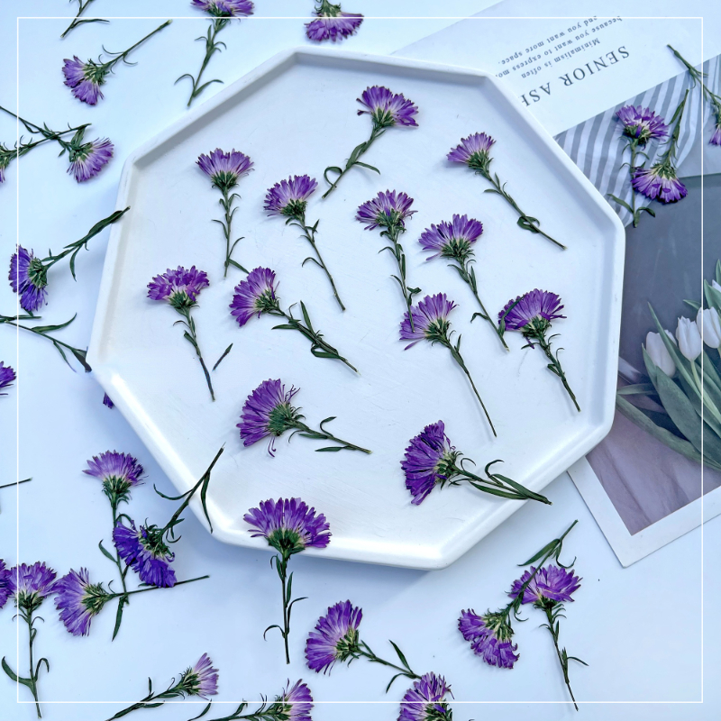 100PCS/3-6cm,Pressed Daisy Min - Pressed Flower Frame reseña y precio