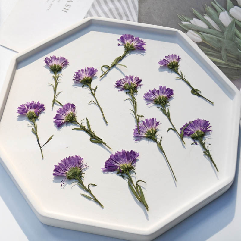 100PCS/3-6cm,Pressed Daisy Min - Pressed Flower Frame reseña y precio